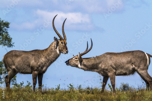 Common Waterbuck in Kruger National park  South Africa