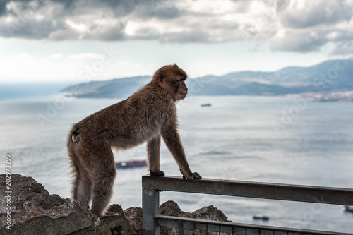 Monkey is sitting on balcony and looking at bay of Gibraltar  © gorelovs