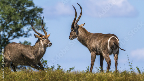 Common Waterbuck in Kruger National park, South Africa photo