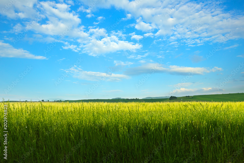 Natural background, green field of wheat and blue sky Natural background, green field of wheat and blue sky