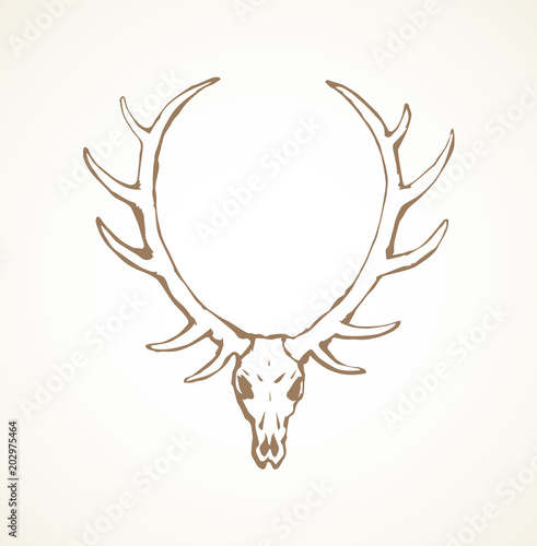 Skull of deer. Vector drawing