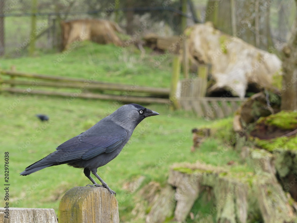 Fototapeta premium Jackdaw on a fence post