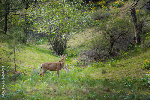 Spring forest landscape with deer standing in sunlight with green grass and wildflowers