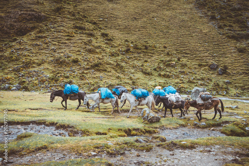 Pferde schleppen Gepäck auf dem Santa Cruz Trek Peru