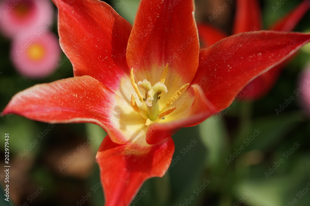 Fototapeta premium Tulpe rot