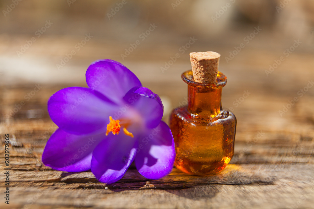 crocus essential oil in beautiful bottle on table crocus essential oil in beautiful bottle on table
