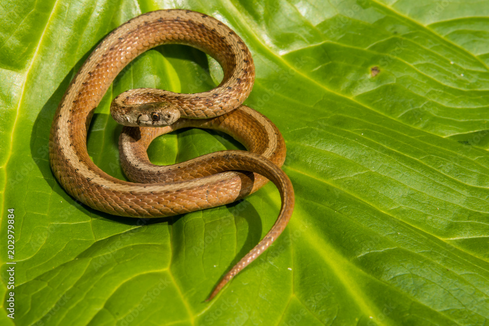 Naklejka premium Northern Brown Snake (Storeria dekayi)