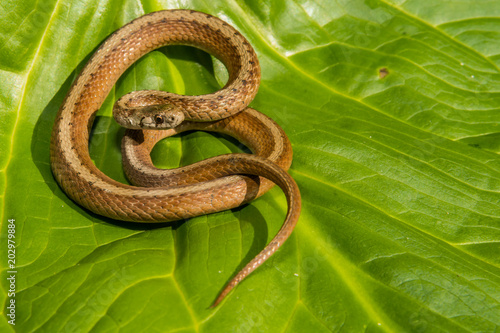 Northern Brown Snake (Storeria dekayi)