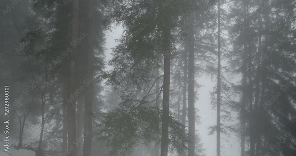 Foggy Forest in the Snow Foggy Forest in the Snow