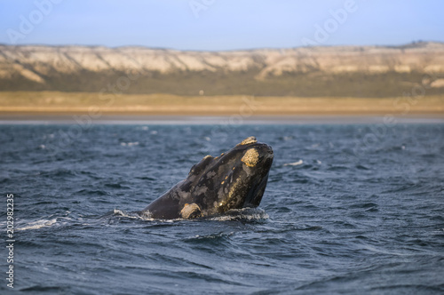 Whale jump , Patagonia