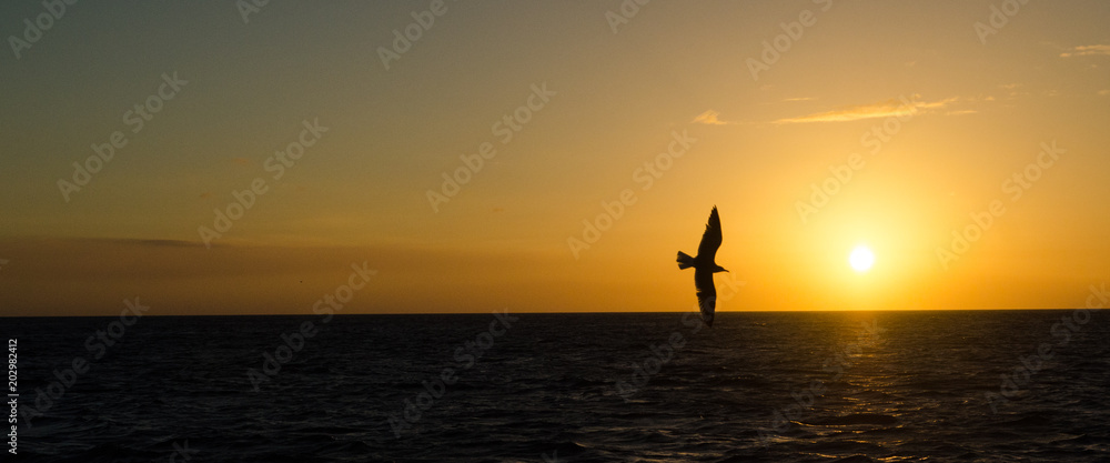 Seagull soaring against ocean sunset