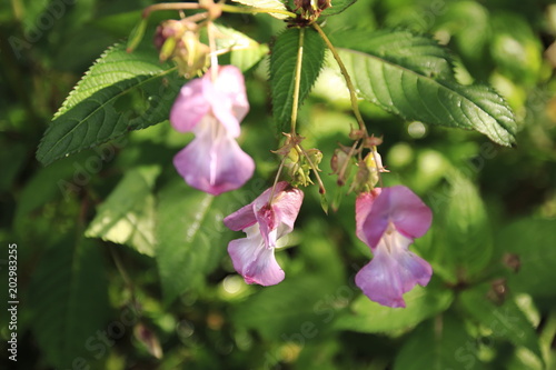 Wiesenspringkraut, Springkraut Blüte in lila, violet, pink photo