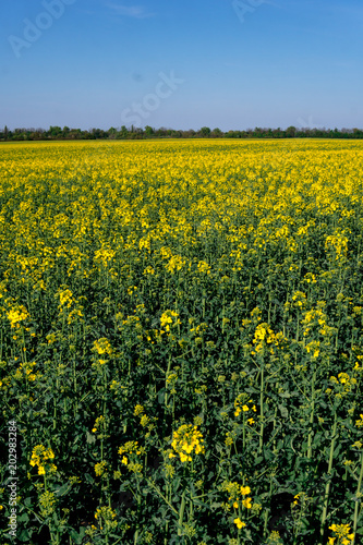 Field sown oilseed rape at the time of maximum spring flowering  biofuels. soil depletion from plants concept  vertical photo