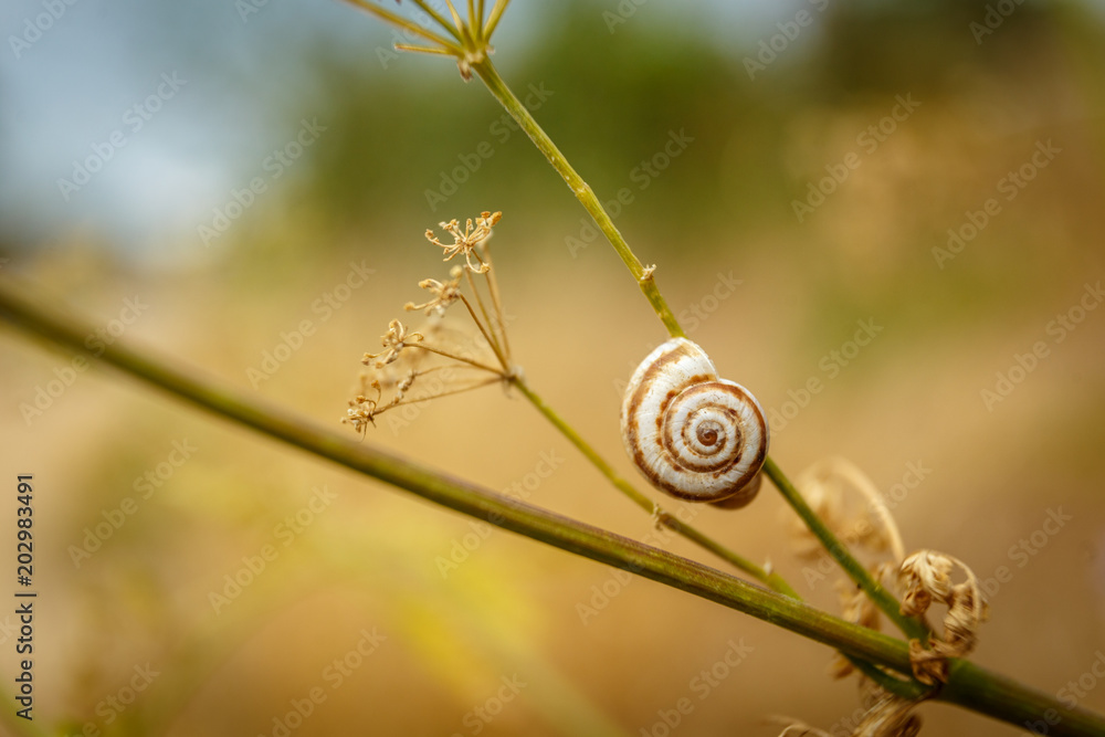 Nautiluses in nature on plants, flowers, in fields. Spiral. A twist of life. Sink. Beauty forms in nature. Nautiluses in nature on plants, flowers, in fields. Spiral. A twist of life. Sink. Beauty forms in nature.
