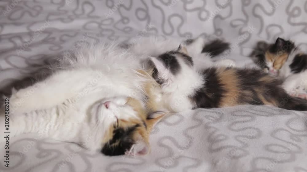 A cat feeds milk of two differently colored kittens. Selective focus. A cat feeds milk of two differently colored kittens. Selective focus.