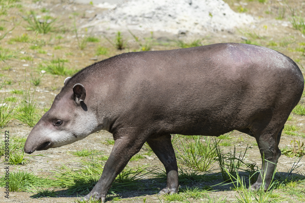 The great grown-up Tapir enjoys in the grass and water The great grown-up Tapir enjoys in the grass and water