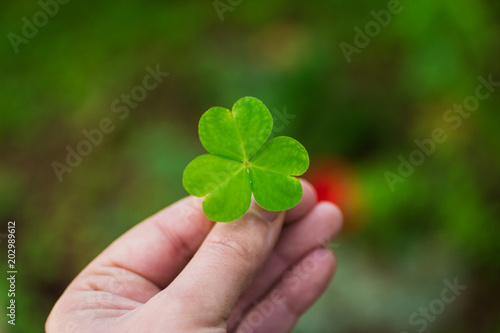 hand holding a shamrock ( clover )