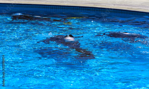 Divers sink in the pool. The teacher teaches the pupil the rules and the lesson of diving. Travel, water sports in the open air, scuba diving lessons.