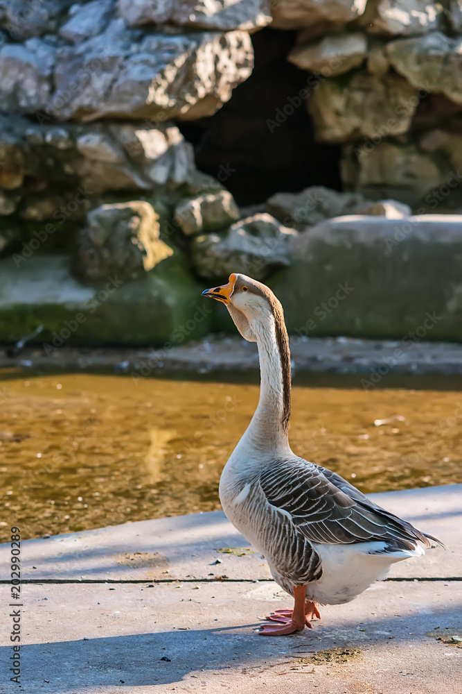 Naklejka premium goose in zoo