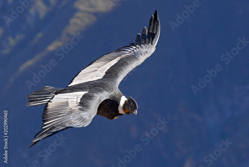 The Andean condor (Vultur gryphus) is a South American bird in the New World vulture family, Colca Canyon, Arequipa region, Peru. photo