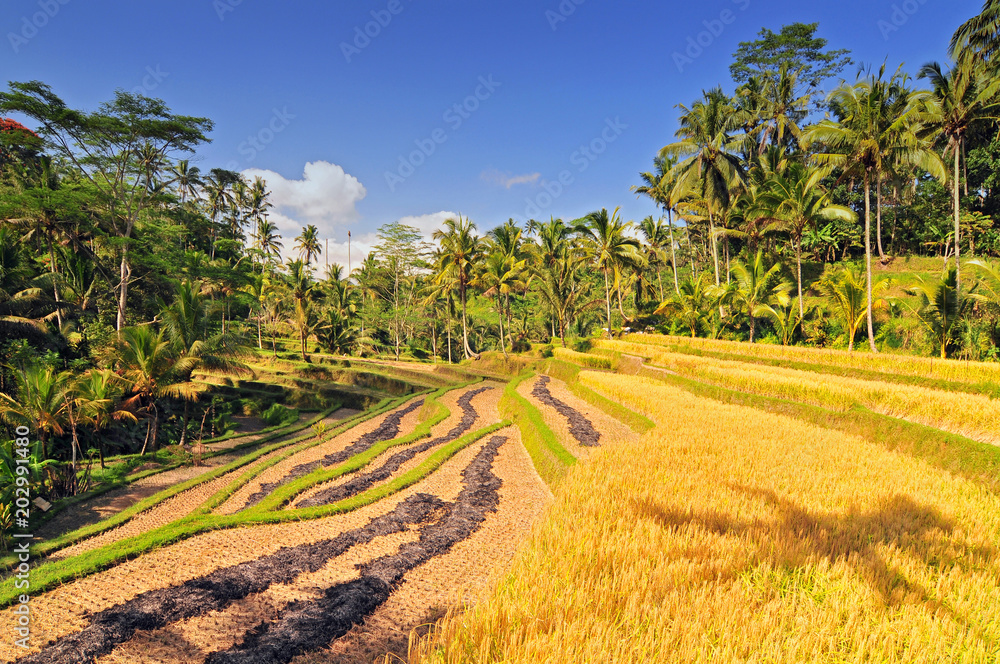 Terrace rice fields, Bali, Indonesia. Terrace rice fields, Bali, Indonesia.