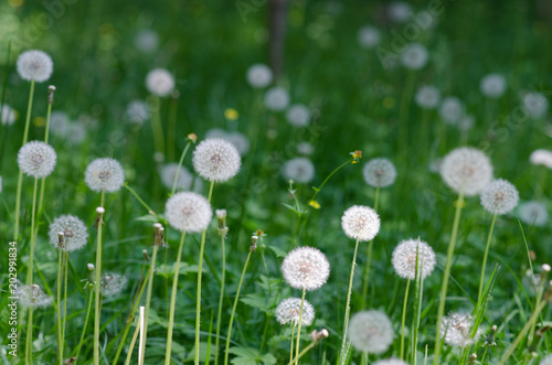 Dandelions in a field of grass