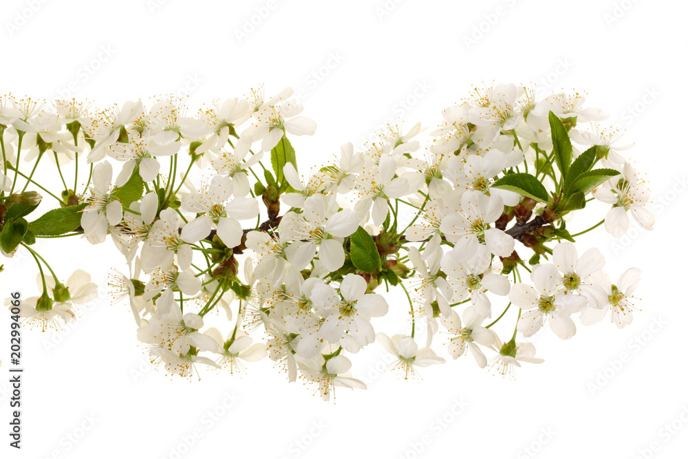 Branch with cherry flowers isolated on white background. Top view. Flat lay