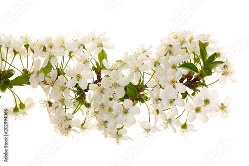 Fototapeta Naklejka Na Ścianę i Meble -  Branch with cherry flowers isolated on white background. Top view. Flat lay