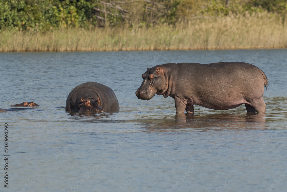 Playing Hippopotamus , Kruger National Park , Africa Playing Hippopotamus , Kruger National Park , Africa