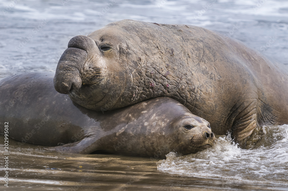 Fototapeta premium Elephant seal, Patagonia