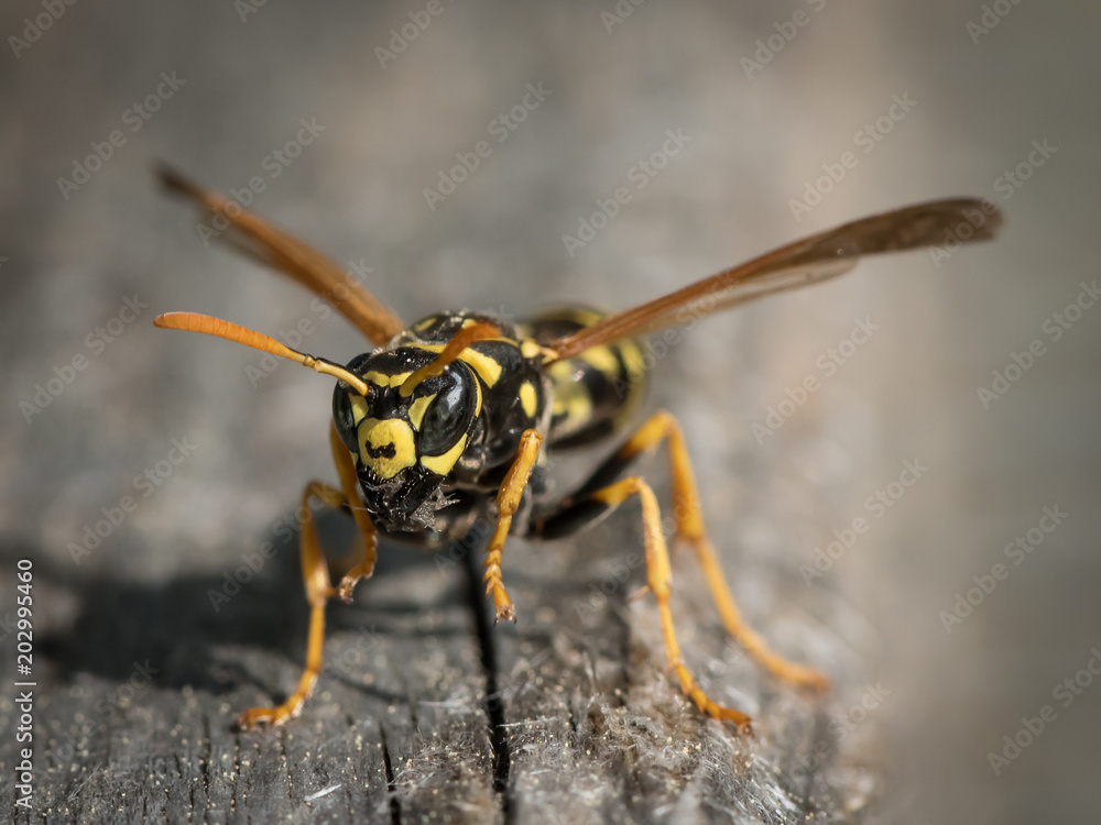 A European paper wasp collecting wood for nest A European paper wasp collecting wood for nest