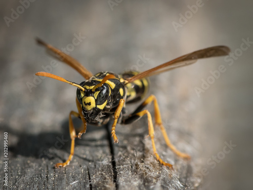 A European paper wasp collecting wood for nest