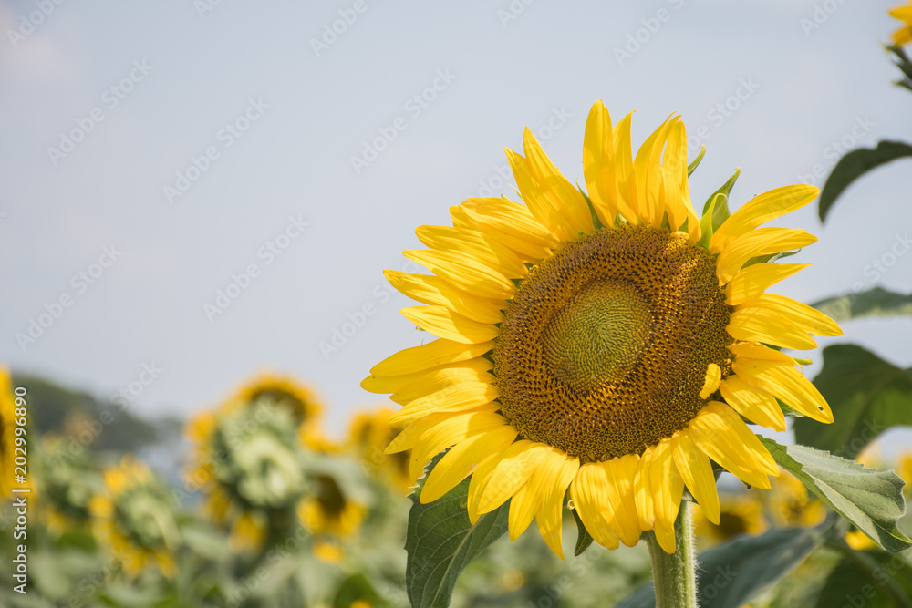 Fototapeta premium Sunflower