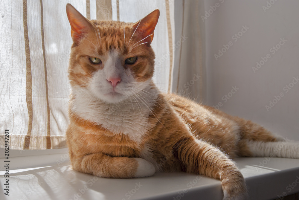 Very Serious Red Cat looking at you lying on windowsill. Very Serious Red Cat looking at you lying on windowsill.
