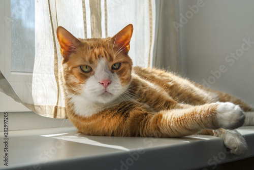 Very Serious Red Cat looking at you lying on windowsill.