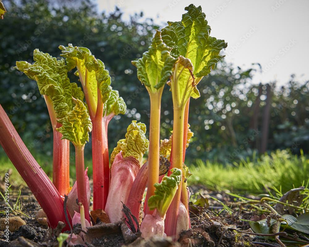 Ταπετσαρία New rhubarb shoots sprouting in a garden in spring