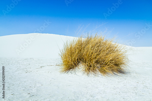 Fototapeta Naklejka Na Ścianę i Meble -  Grass in white sands
