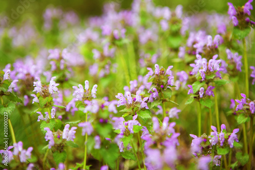 wild flowers in blooms