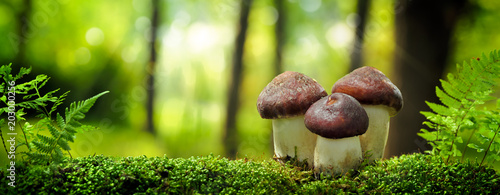 Photo Mushrooms