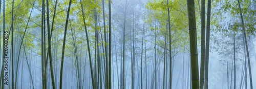 Bamboo forest in mist