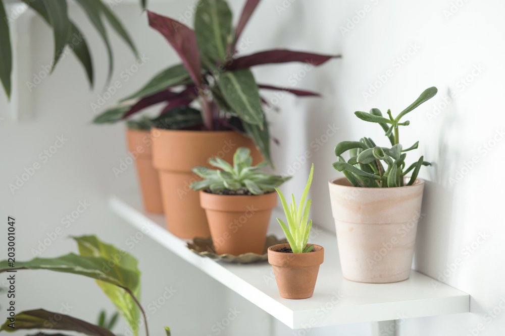 Obraz premium The modern room filled a lot of plants in red clay pots. Stylish composition of the shelf.