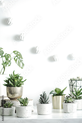 Fototapeta Naklejka Na Ścianę i Meble -  The modern room interior with a lot of different plants on the marble desk. White background with lamps.