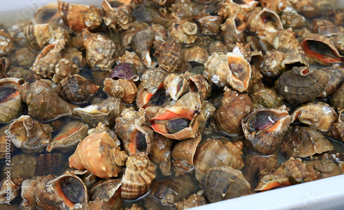 Many fresh conches