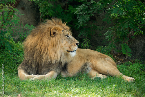 Fototapeta Naklejka Na Ścianę i Meble -  Lion