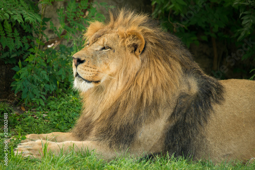 Fototapeta Naklejka Na Ścianę i Meble -  Lion
