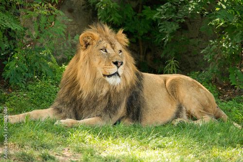 Fototapeta Naklejka Na Ścianę i Meble -  Lion