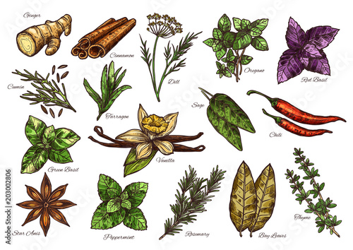 Spice and herb sketch of fresh condiment with name