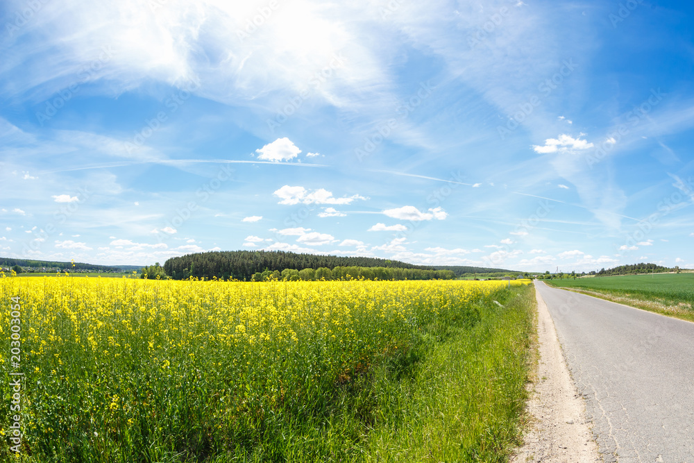 Field of beautiful springtime golden flower of rapeseed with blue sky, canola colza in Latin Brassica napus with rural road and beautiful cloud, rapeseed is plant for green industry Field of beautiful springtime golden flower of rapeseed with blue sky, canola colza in Latin Brassica napus with rural road and beautiful cloud, rapeseed is plant for green industry