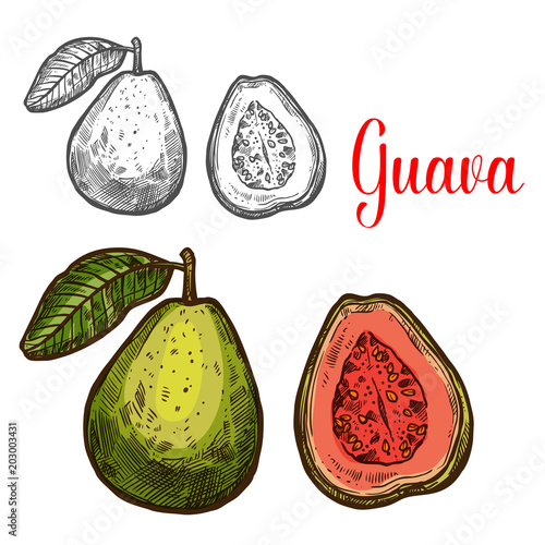 Guava tropical fruit sketch of fresh exotic berry