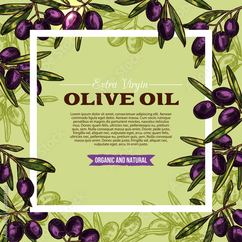 Olive fruit sketch frame of extra virgin oil label
